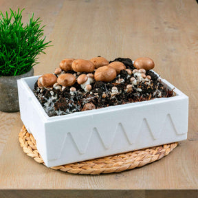 Kit champignon brun de Paris - Agaricus bisporus avellaneus - Potager