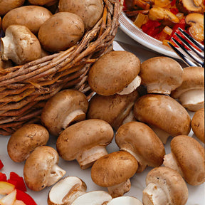 Kit champignon brun de Paris - Agaricus bisporus avellaneus - Kits champignons