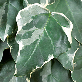 Hedera algeriensis Gloire de Marengo - Lierre des Canaries Gloire de Marengo - Lierres