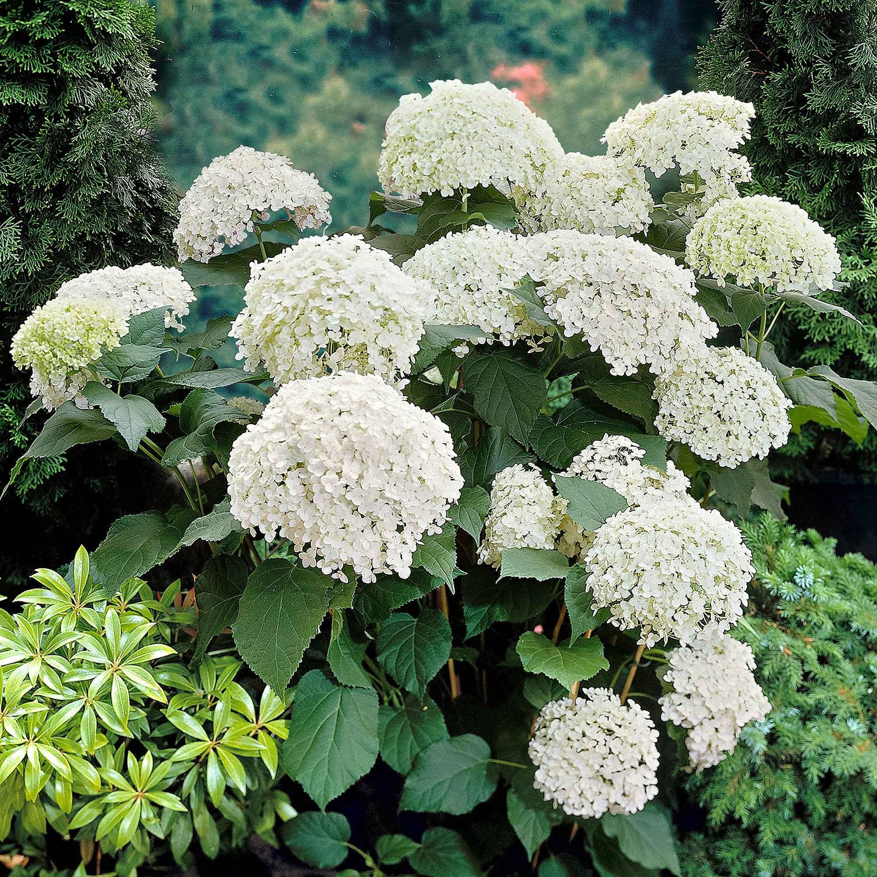 Hortensias - Hortensia Annabelle - Hydrangea arborescens Annabelle
