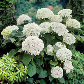 Hortensias - Hortensia Annabelle - Hydrangea arborescens Annabelle