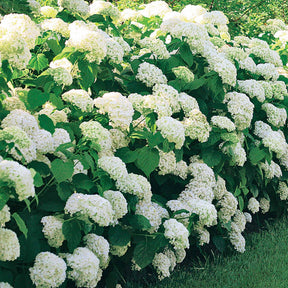 Vente Hortensia Annabelle - Hydrangea arborescens Annabelle