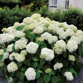 Vente Hortensia Annabelle