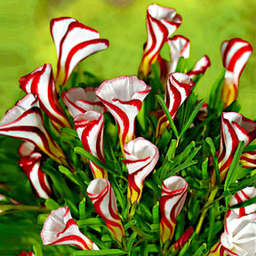 10 Oxalis striés - Oxalis versicolor - Willemse