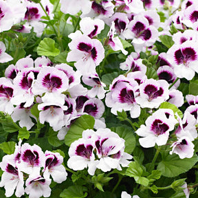 3 Pelargoniums odorants Mosquitaway Lizzy - Pelargonium crispum lizzy - Willemse