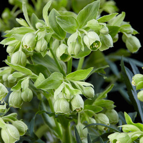 Hellébore fétide Wester Flisk - Helleborus foetidus Wester Flisk - Willemse
