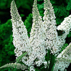 Vente Arbre à papillons White Profusion - Buddleja davidii white profusion