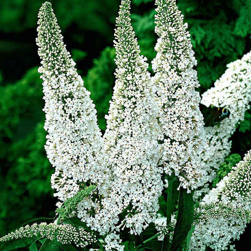 Vente Arbre à papillons White Profusion - Buddleja davidii white profusion