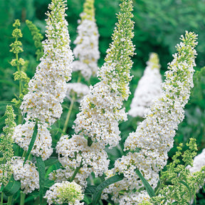 Arbres aux papillons - Arbre à papillons White Profusion - Buddleja davidii white profusion