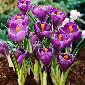 Crocus vernus flower record - 15 Crocus Flower Record - Crocus
