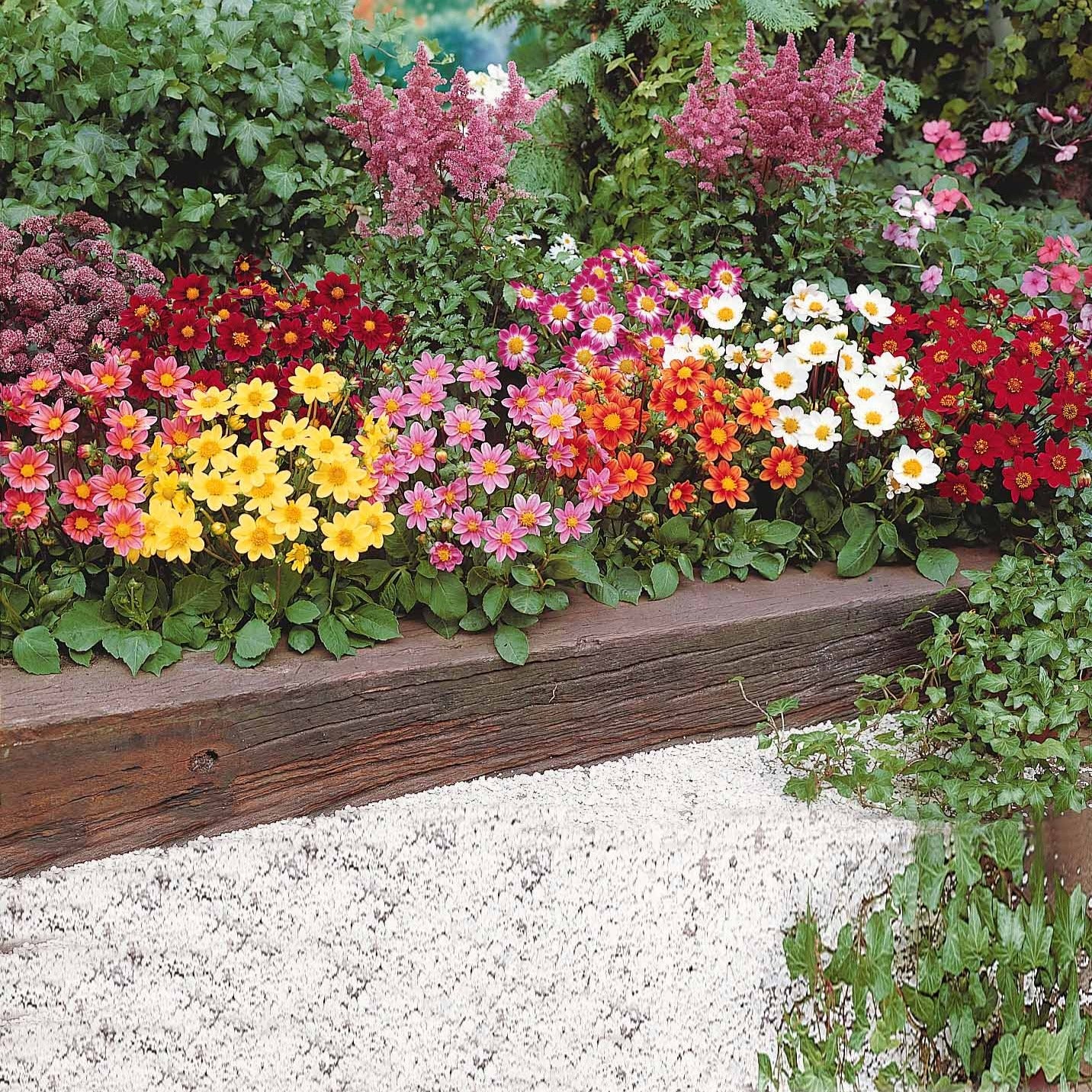 Vente 5 Dahlia miniature Topmix en mélange - Dahlias topmix