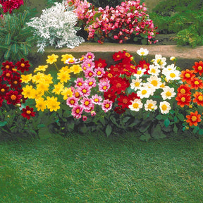 Dahlia - 5 Dahlia miniature Topmix en mélange - Dahlias topmix