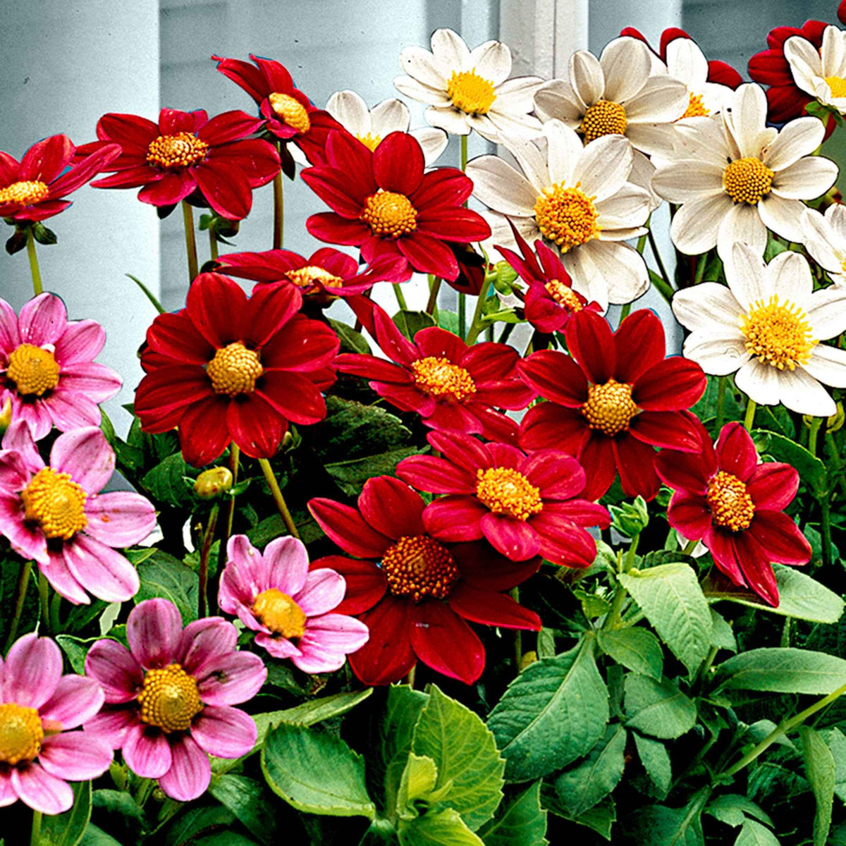 5 Dahlia miniature Topmix en mélange - Dahlias topmix - Willemse