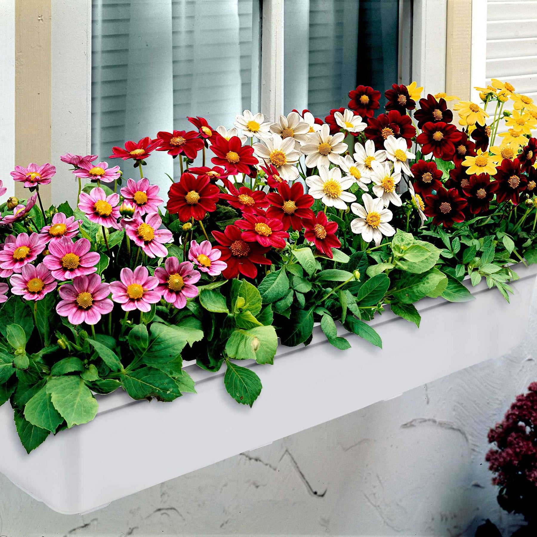Vente 5 Dahlia miniature Topmix en mélange