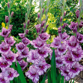 Collection de 50 Glaïeuls - Gladiolus 'zizanie', 'stéréo', 'belle de nuit', 'p - Willemse