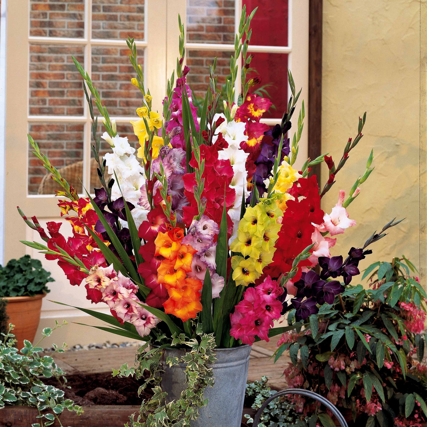 Gladiolus - 50 Glaïeuls à grandes fleurs en mélange - Glaïeul