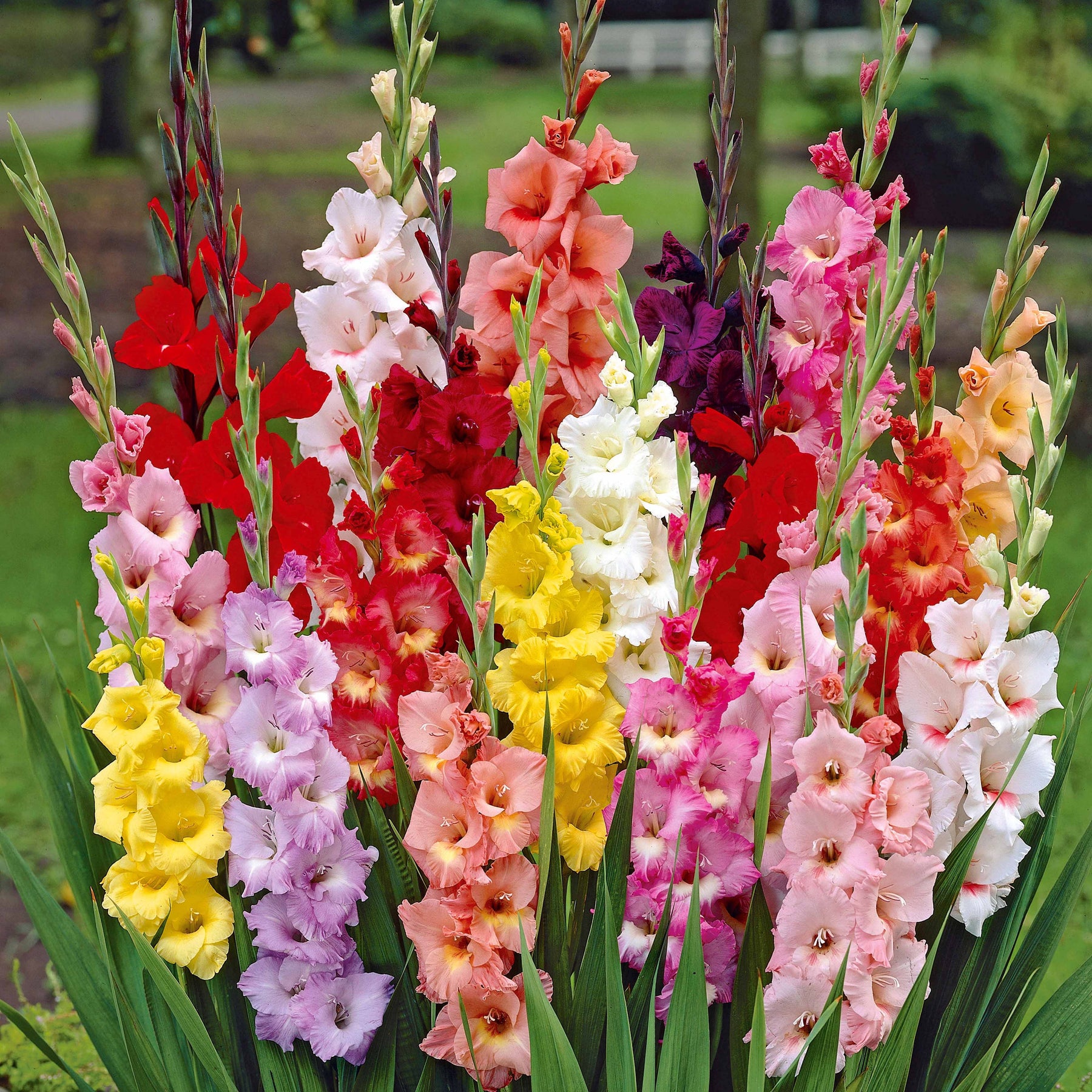 Gladiolus, Begonia, Iris, Liatris, Crocosmia, Lilium, Dahlia - Massif d'été fleuri en mélange - 1,5 m² - Collections de bulbes