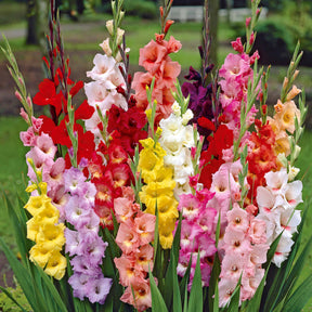 Gladiolus, Begonia, Iris, Liatris, Crocosmia, Lilium, Dahlia - Massif d'été fleuri en mélange - 1,5 m² - Collections de bulbes
