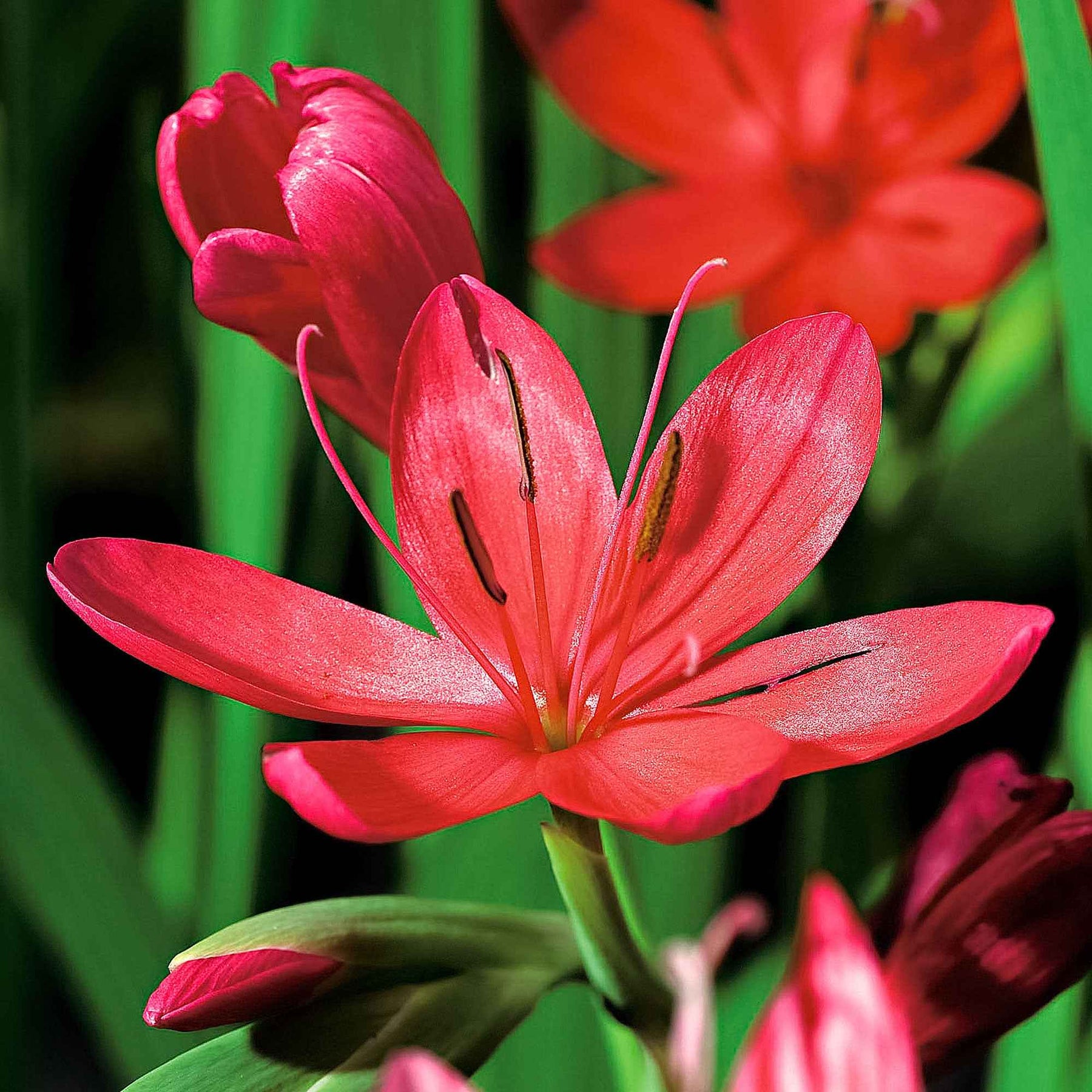 Schizostylis coccinea major - Lys des cafres Major - Plantes de berges