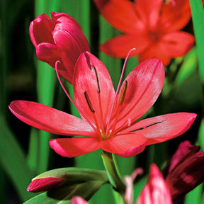 Schizostylis coccinea major - Lys des cafres Major - Plantes de berges