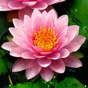 Nénuphar Hollandia - Nymphaea Hollandia - Willemse