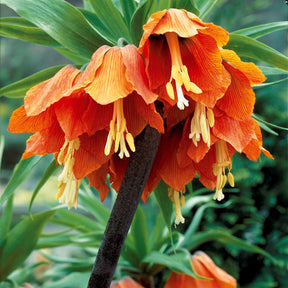 Fritillaria imperialis - Couronne impériale orange - Couronne impériale