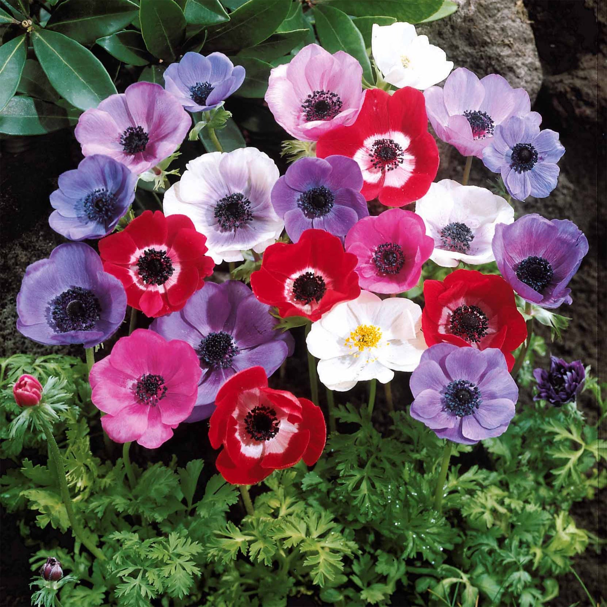Vente Anémones de Caen en mélange - Anemone coronaria de Caen
