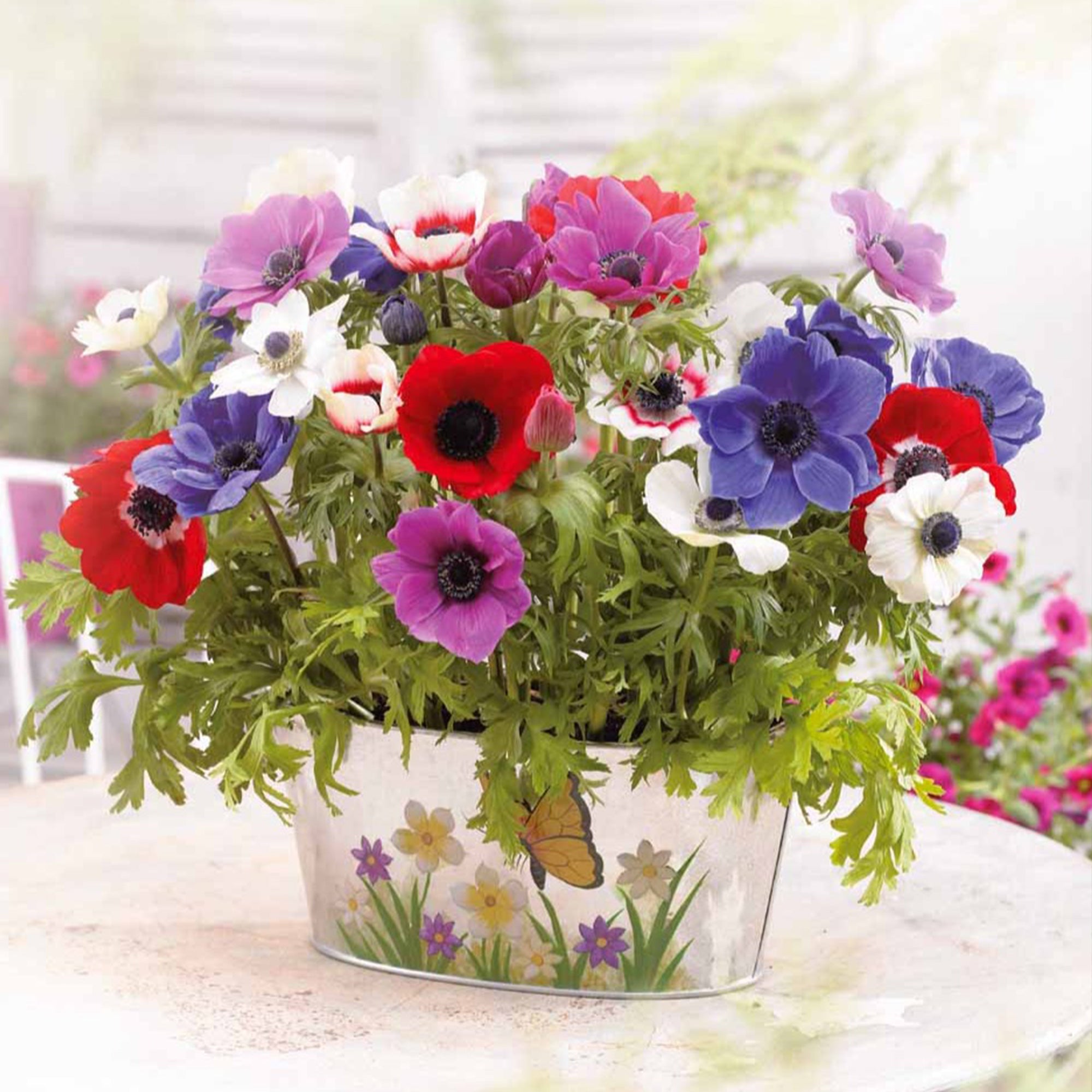 Anémone - Anémones de Caen en mélange - Anemone coronaria de Caen
