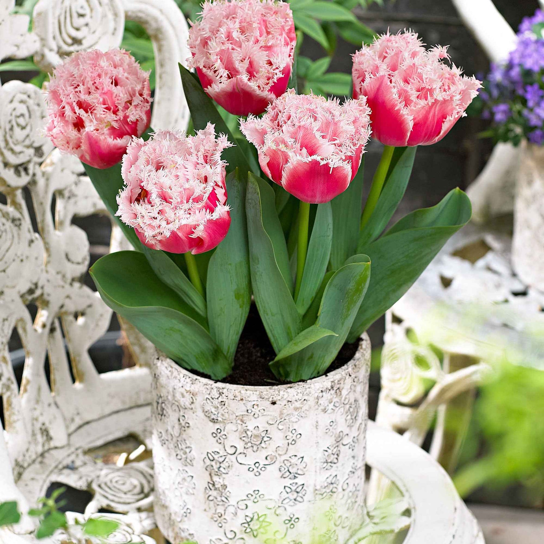 Tulipa queensland - 5 Tulipes doubles frangées Queensland - Tulipe