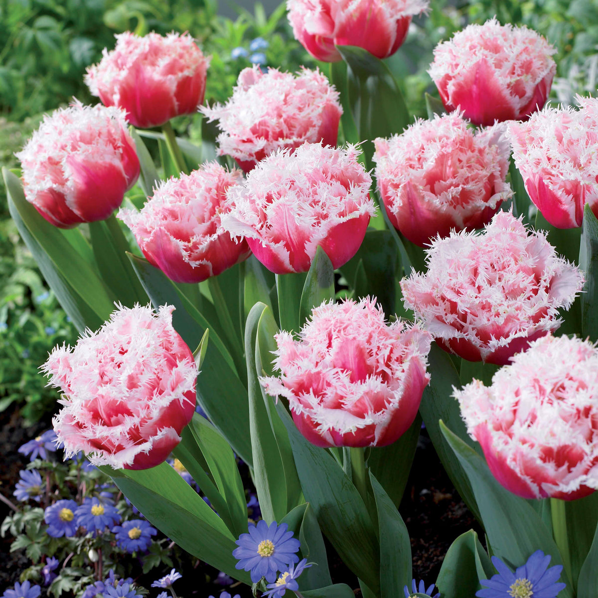 5 Tulipes doubles frangées Queensland - Willemse