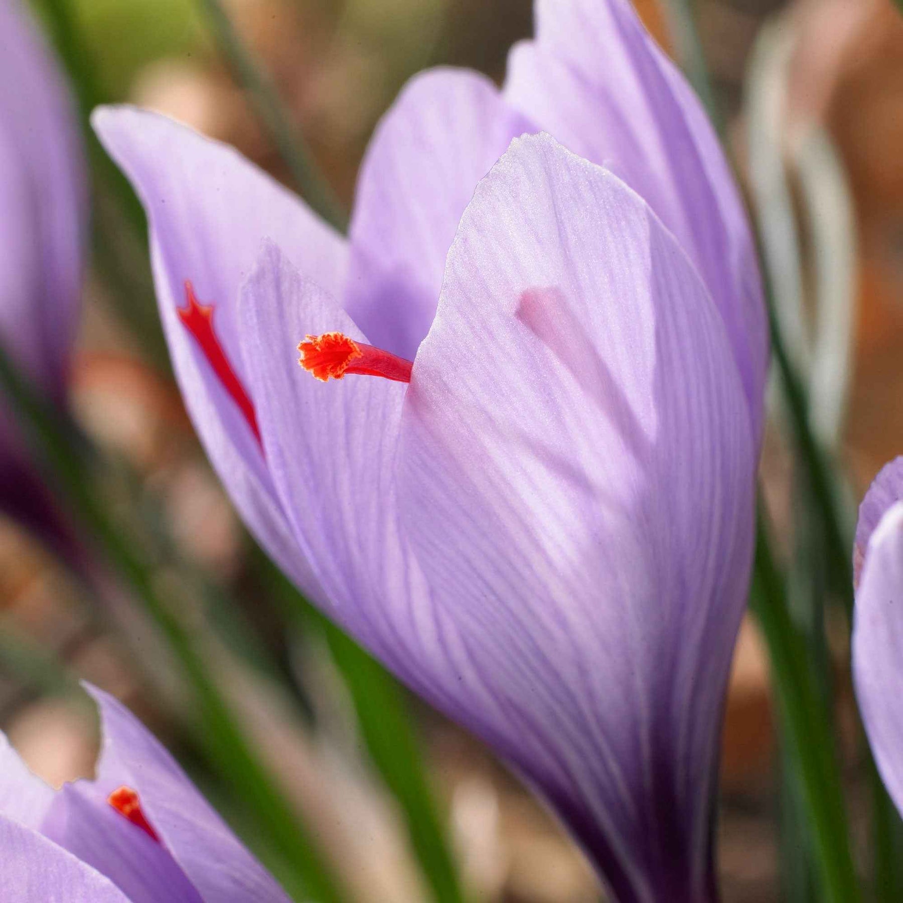 Crocus - 10 Crocus safran - Crocus sativus