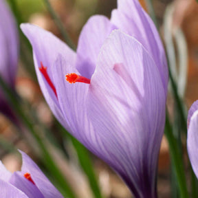 Crocus - 10 Crocus safran - Crocus sativus