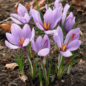 Crocus sativus - 10 Crocus safran - Crocus