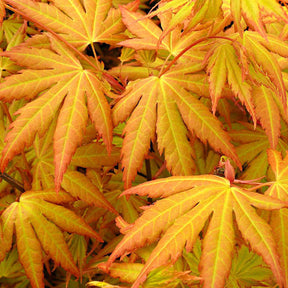 Acer palmatum orange dream - Erable du Japon Rêve orange - Erable du Japon