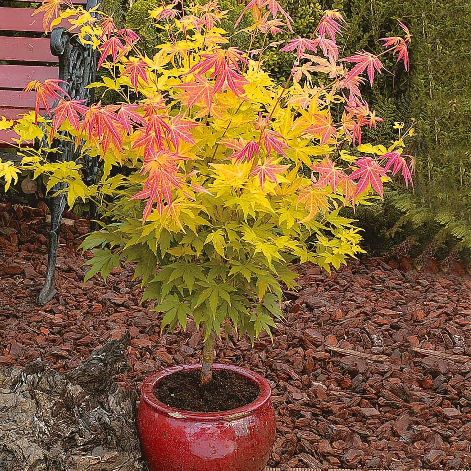 Erable du Japon Rêve orange - Acer palmatum orange dream - Willemse
