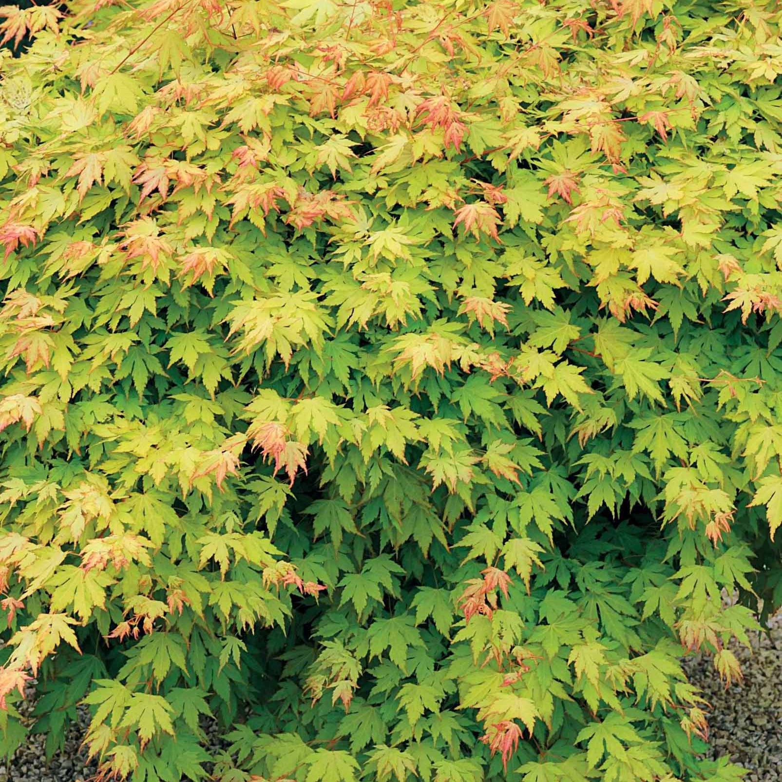 Vente Erable du Japon Rêve orange - Acer palmatum orange dream