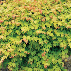 Vente Erable du Japon Rêve orange - Acer palmatum orange dream