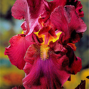 Iris germanica - 5 Iris des jardins Magic Melange en mélange - Iris de jardin