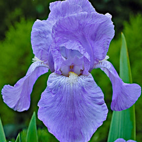 Iris de jardin - 5 Iris des jardins Magic Melange en mélange - Iris germanica