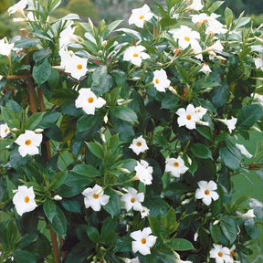Jasmin du Brésil blanc - Dipladenia - Dipladenia - Willemse
