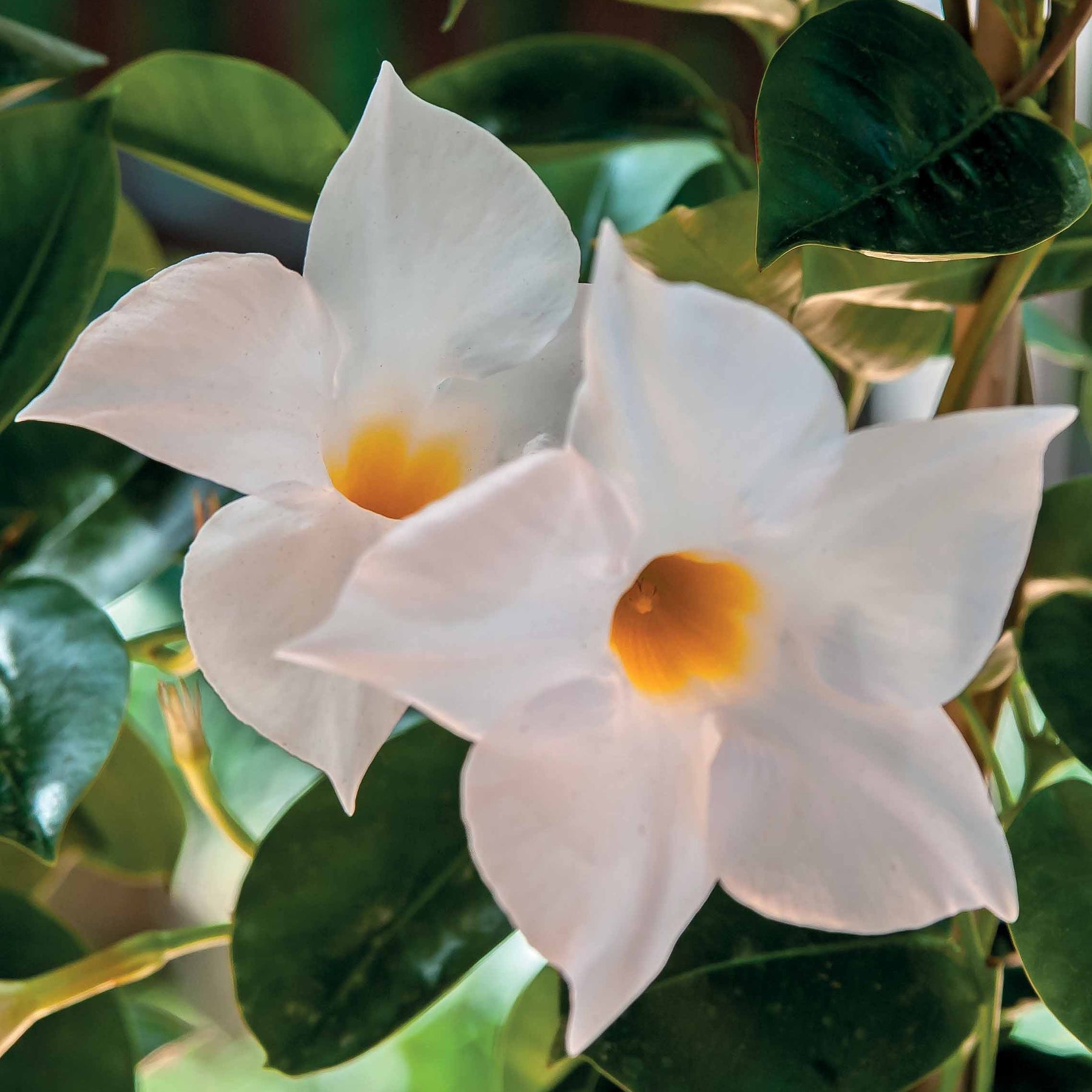 Dipladenia - Jasmin du Brésil blanc - Dipladenia - Dipladenia