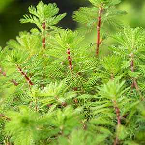 Myriophyllum rubricaule Red Stem - Myriophyllum Red Stem - Plantes oxygénantes