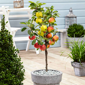 Pommier sur tige 3 variétés en 1 - Malus domestica Jonagored, Golden Delicious, Elstar - Willemse