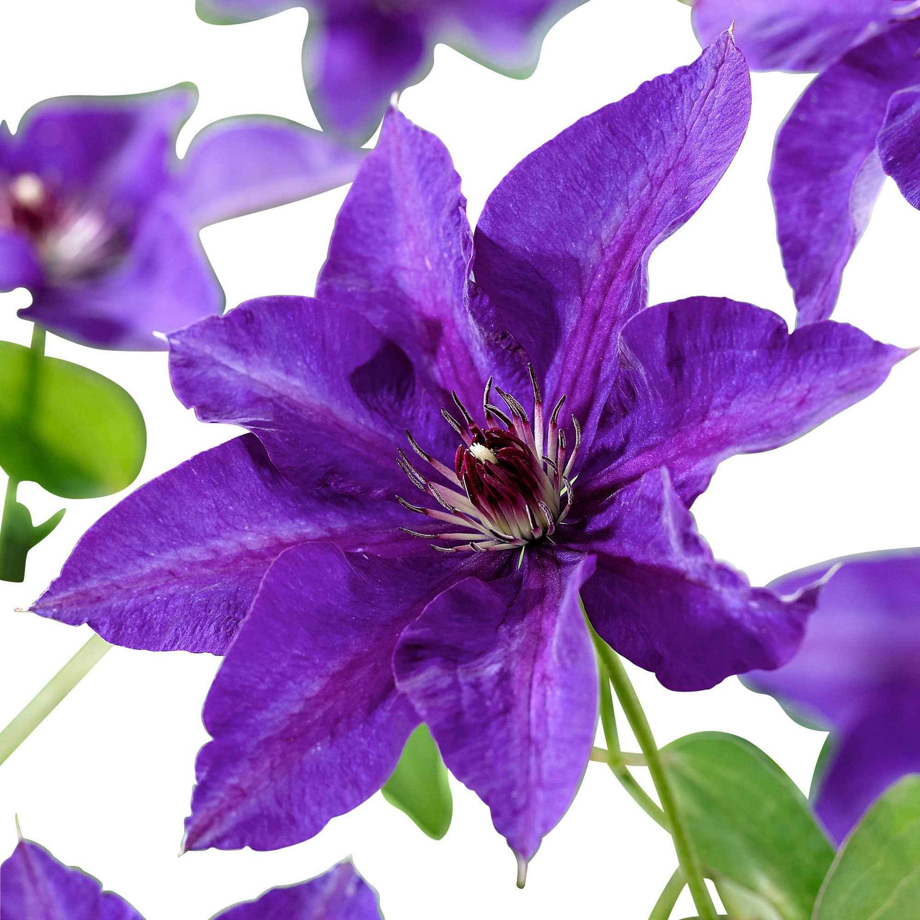 Clématites - Clématite Président - Clematis Président