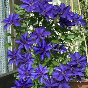 Clematis Président - Clématite Président - Clématites
