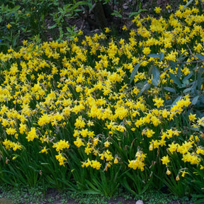 Vente 10 Mini-narcisses Tête à Tête