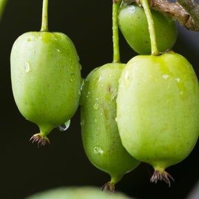 Kiwi Issai - Actinidia arguta Issai - Willemse