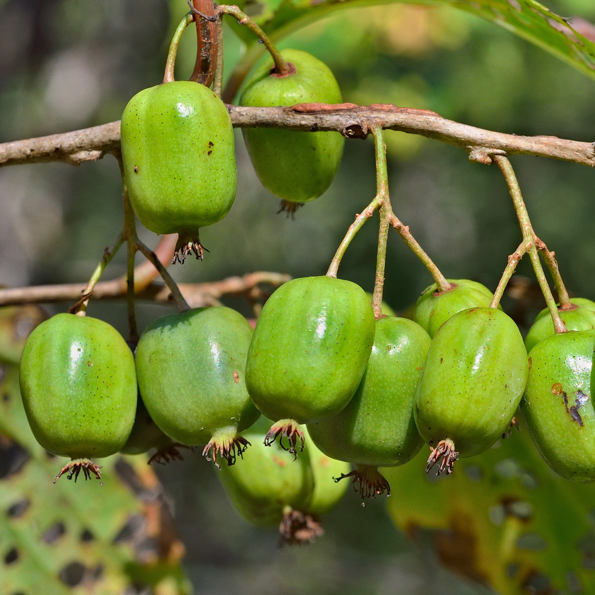 Kiwi Issai - Willemse