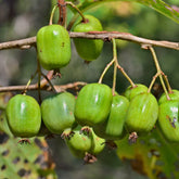 Kiwi Issai - Willemse