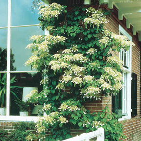 Hortensias grimpants - Hortensia grimpant - Hydrangea anomala petiolaris